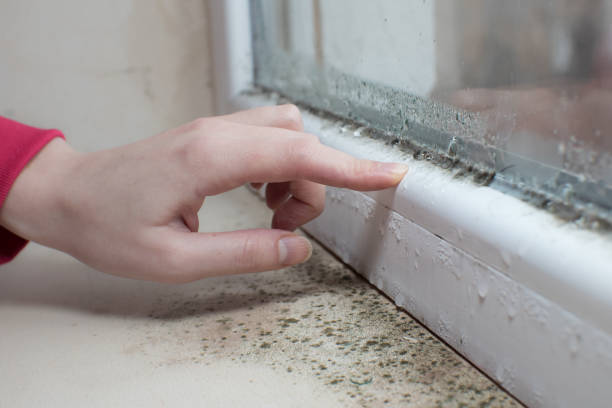Best Basement Mold Removal  in Center Hill, FL